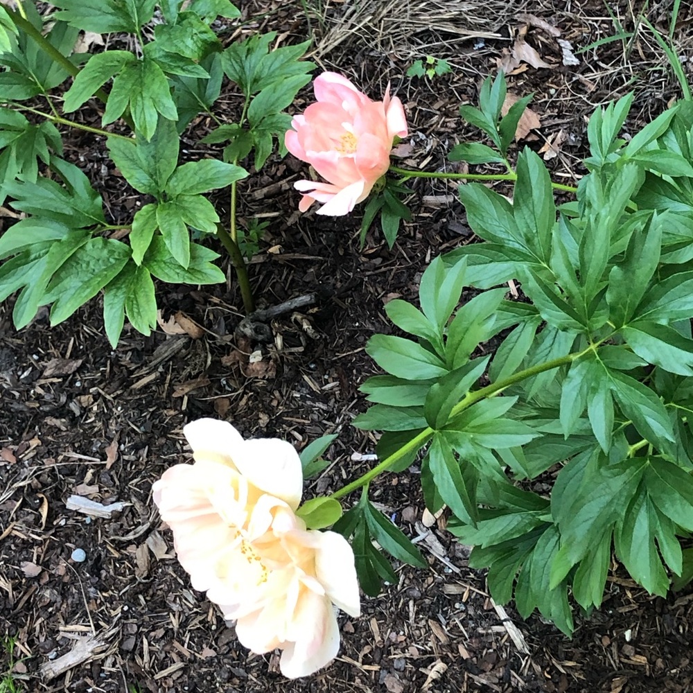 Meet your Posher, Tracey